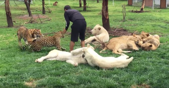 Tigre impede ataque de leopardo e salva tratador de zoológico no México
