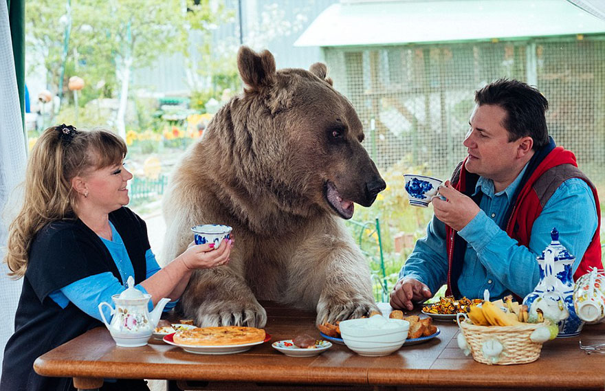 Casal russo adotou um urso órfão há 23 anos. Agora com 136 Kg vivem todos juntos