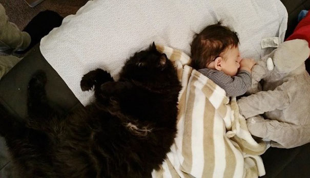 Este gato tem sido o guardião do seu pequeno humano mesmo antes dele nascer