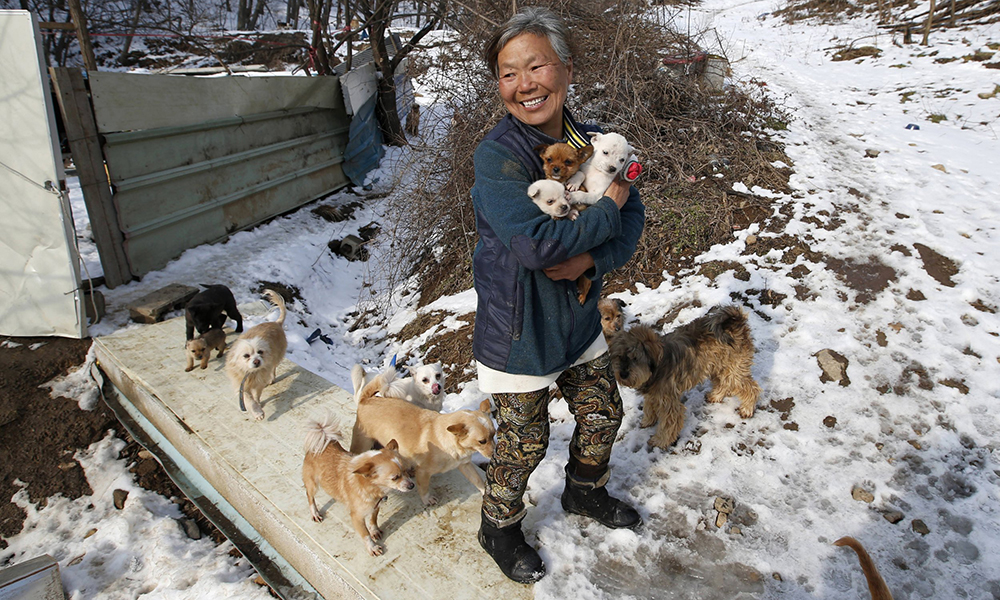 Mulher salva e cuida há 26 anos de cães destinados a virar comida em restaurantes