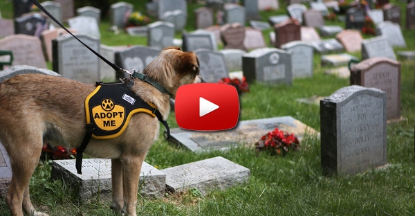 Cão “chora” na sepultura do seu falecido dono