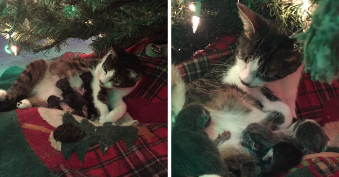 Gatinha dá à luz debaixo da árvore de Natal. Haveria melhor presente?