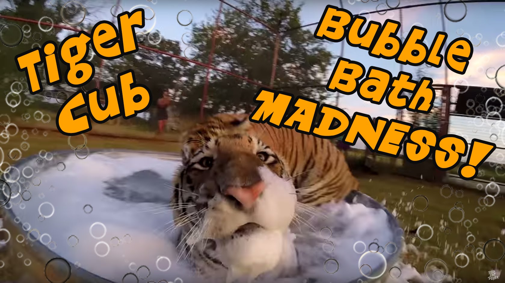 Tigres divertem-se no seu primeiro banho de espuma