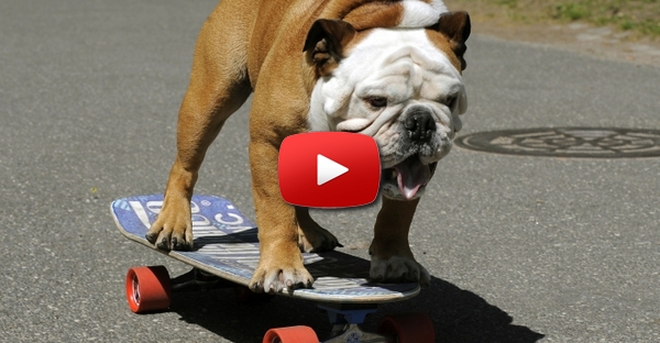 [ESPETACULO] Skateboarding Cão