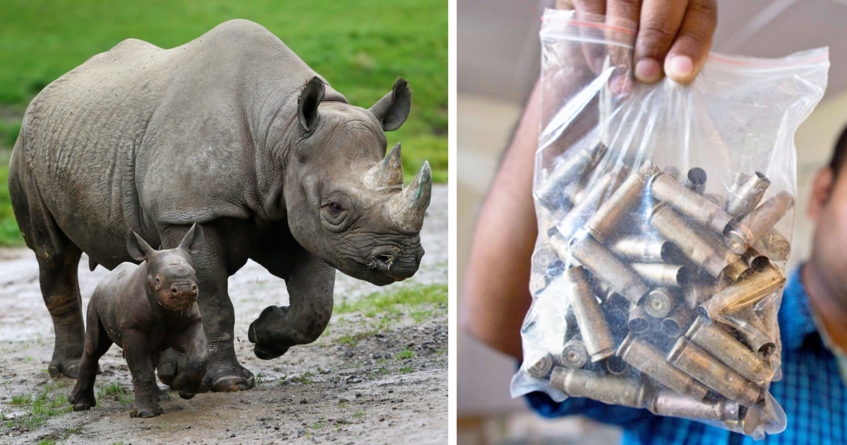 Para proteger os rinocerontes, este parque atira a matar contra os caçadores