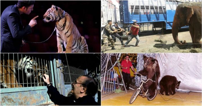 Toda a verdade dos circos com animais