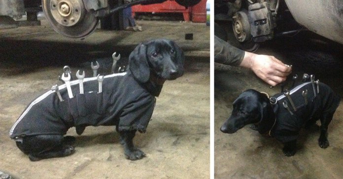 Adorável cão ajuda humanos numa oficina automóvel
