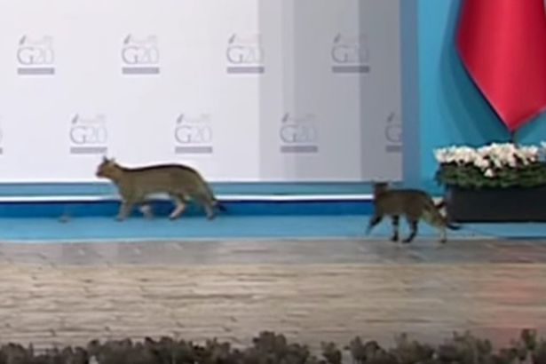 Três gatos romperam segurança e tomaram o palco da cimeira do G20