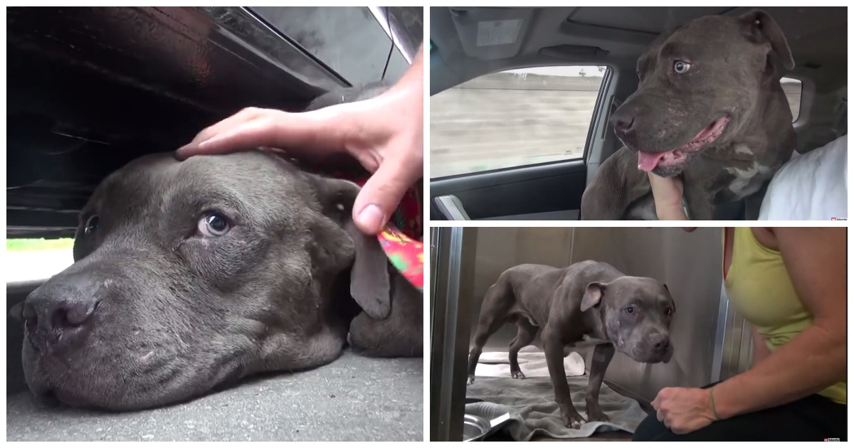 A bondade e o amor pelos animais destas pessoas salvou a vida deste Pit Bull abandonado