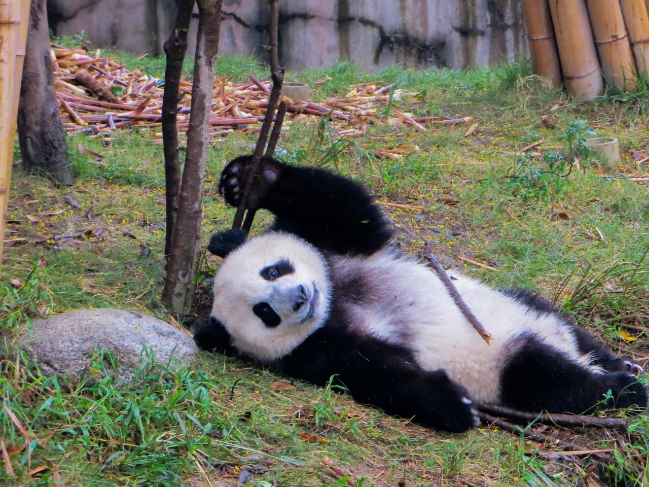 Este adorável panda só quer brincadeira