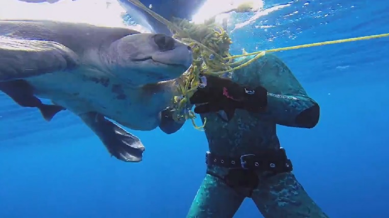 Mergulhador liberta tartaruga presa numa corda e o animal mostra o seu apreço