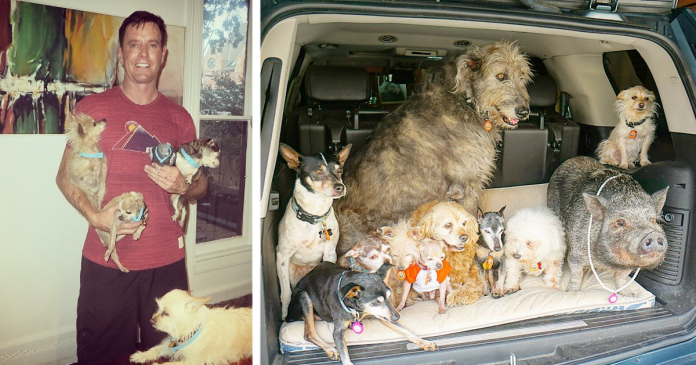 Homem dedica a sua vida a adotar cães idosos que não conseguem encontrar um lar