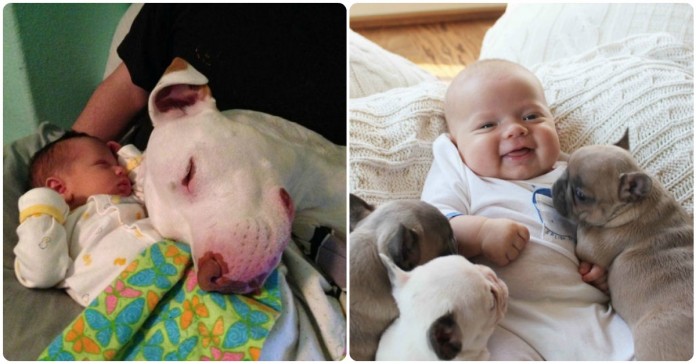 Cães reagem de forma maravilhosa quando chega um bebé à família