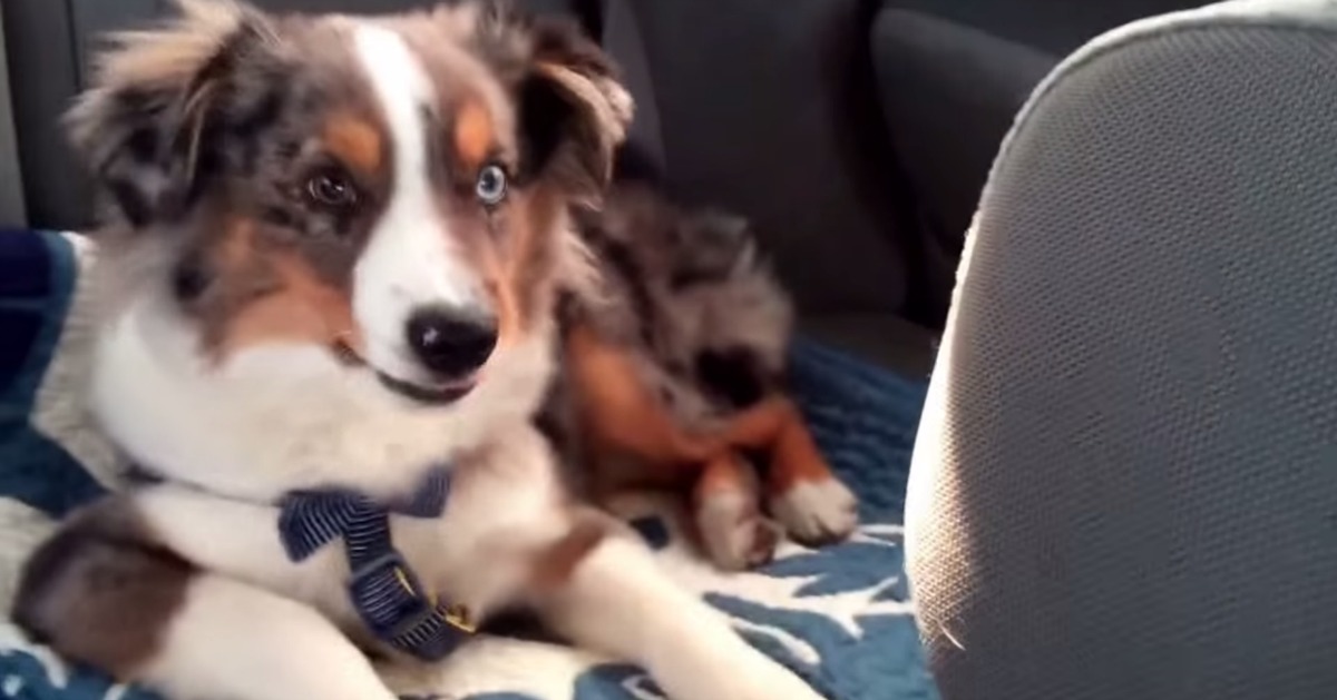 Vê como reage este cão a ouvir a música do filme “Let It Go”