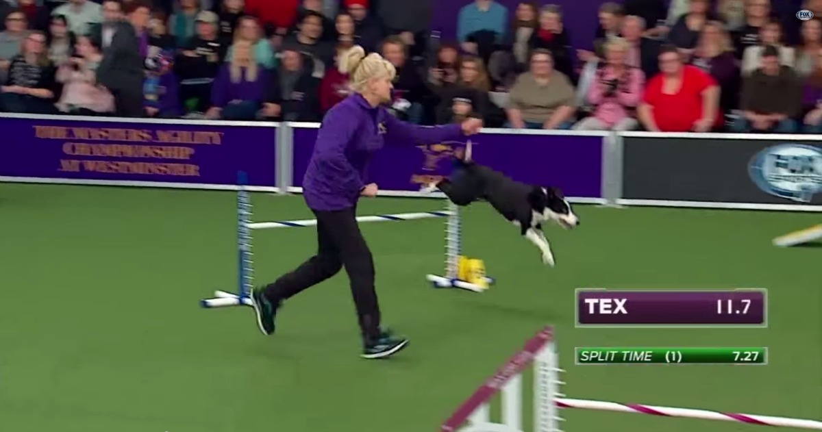 Tens de ver a velocidade com que este cão venceu uma prova de agilidade