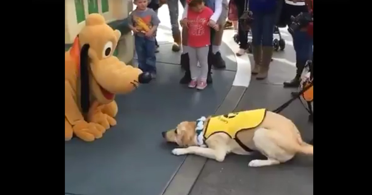 Cão-guia encontra Pluto na Disney e tem reação maravilhosa