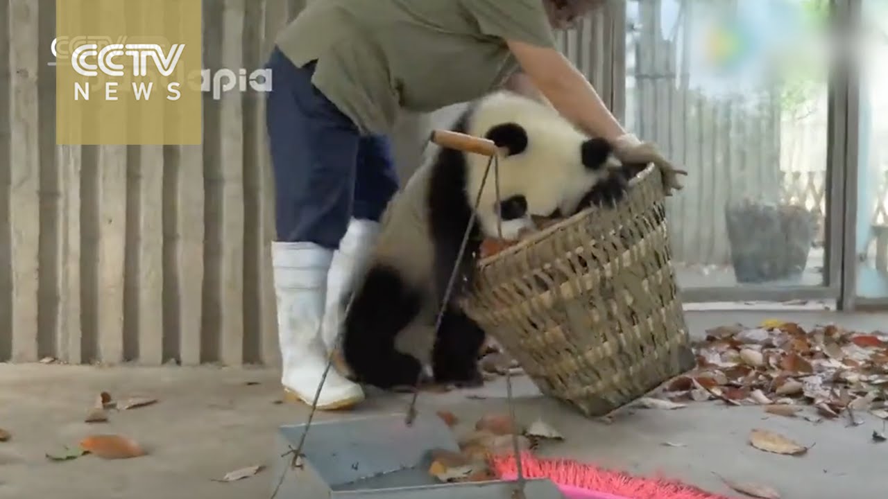 Estes dois lindos pandas não deixa a tratadora limpar o Zoo