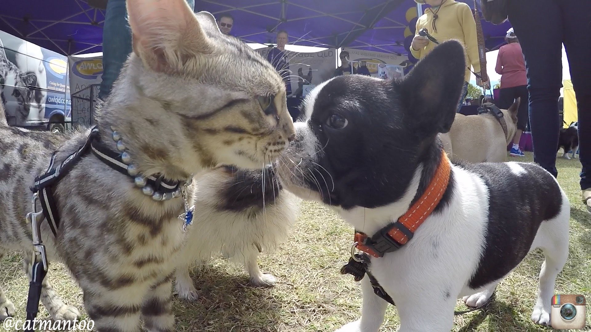 Este gatinho foi a uma exposição canina e conseguiu conhecer 50 cães
