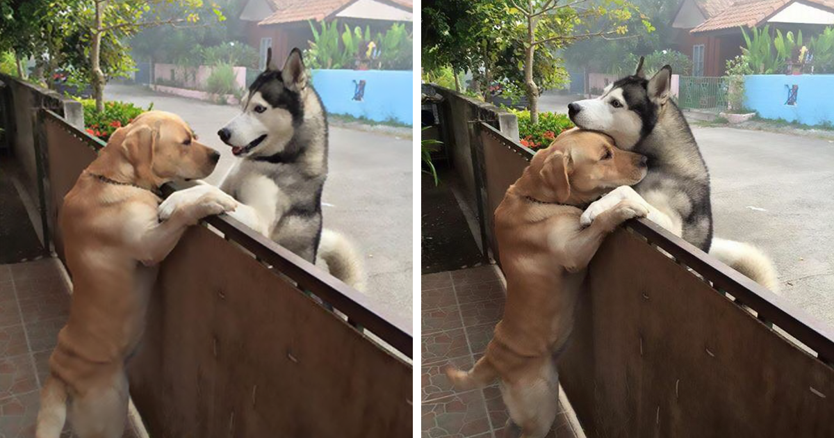 Cão sente-se sozinho e foge de casa para dar um abraço à sua melhor amiga