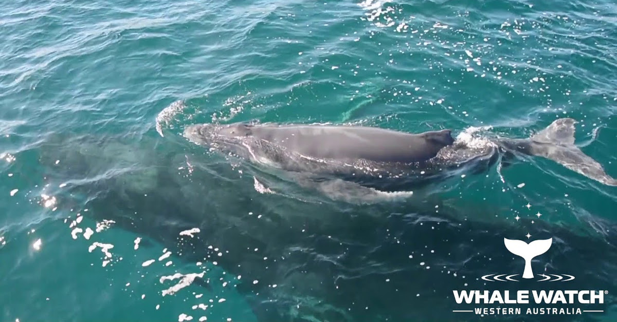 Golfinhos protegem baleia e cria atacadas no mar