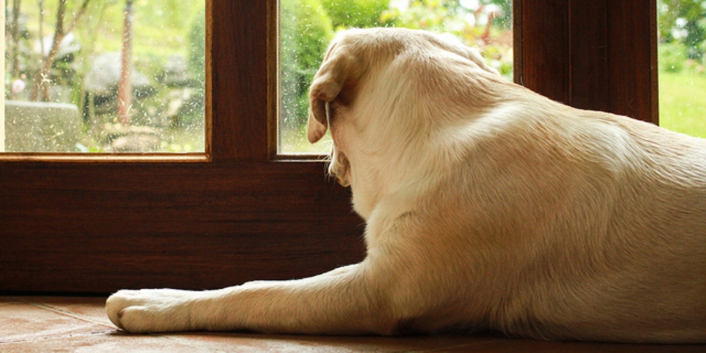 GoPro grava aquilo que os cães fazem quando tu sais de casa