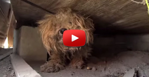 O dono deste cão morreu e ele ficou abandonado 1 ano até ser resgatado