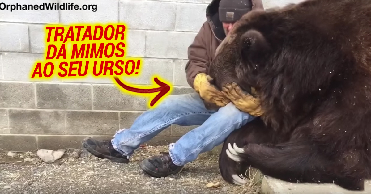 Urso de 635kg recebe mimos do tratador após regressar do veterinário