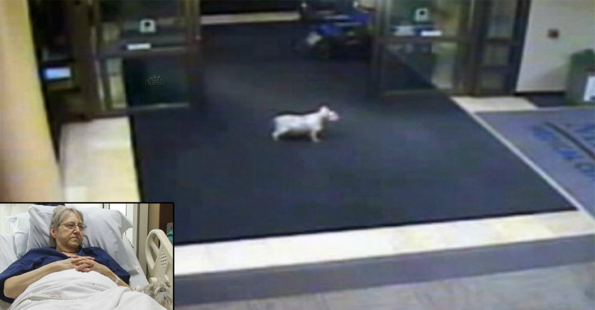 Cadela foge de casa e percorre mais de 5 km para encontrar dona internada no hospital