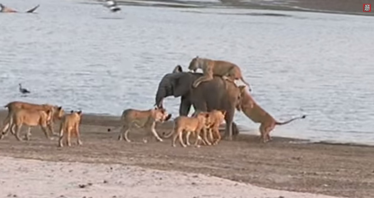 Elefante bebé sobrevive a ataque de 14 leões