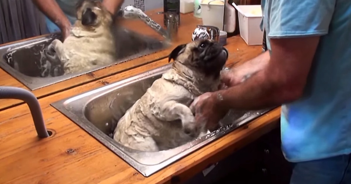 Este cão vai ao céu quando o dono lhe dar banho