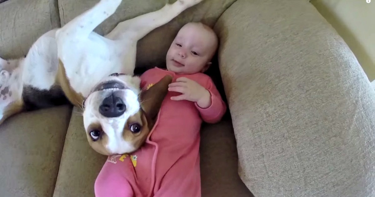 Este beagle nunca foi ensinado a amar esta bebé, mas fá-lo de uma forma maravilhosa