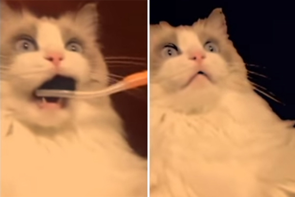 Gato fica chocado depois de escovar os dentes