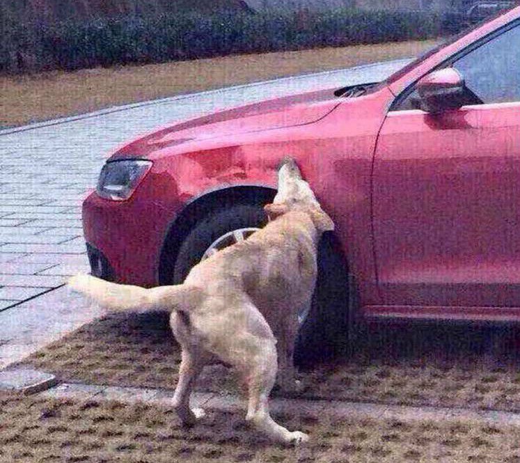 Cão que levou um chuto de um condutor voltou com os amigos para destruir o carro