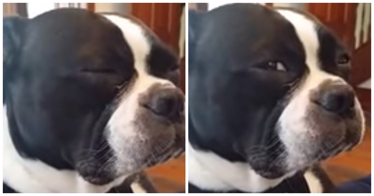A reação deste cão ao saber que foi adoptado é chocante