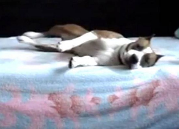 Cães conversam via Skype com os seus donos que estão longe e matam saudades