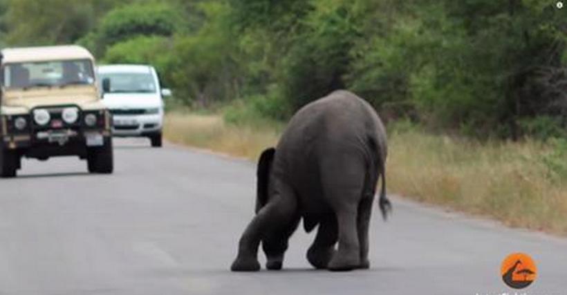 Um elefante desmaia no meio da estrada: A reação da sua família é linda!
