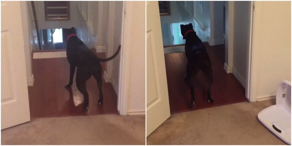 Pitbull descobre maneira de superar o seu medo de portas