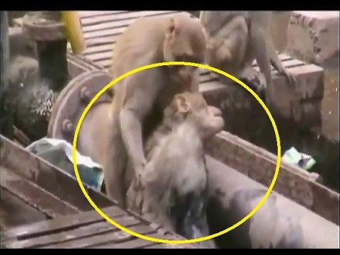 Macaco salva o amigo que foi electrocutado numa estação de comboios