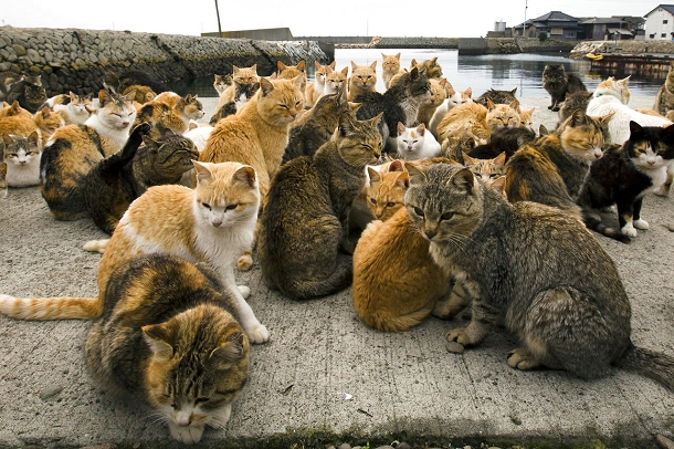 A ilha japonesa que foi dominada por mais de 120 gatos