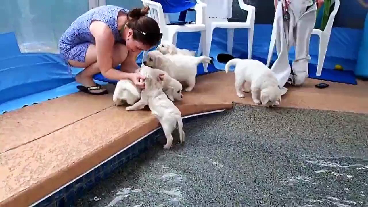 Labradores bebés entram em contato com a água pela primeira vez…TÃO FOFOS!
