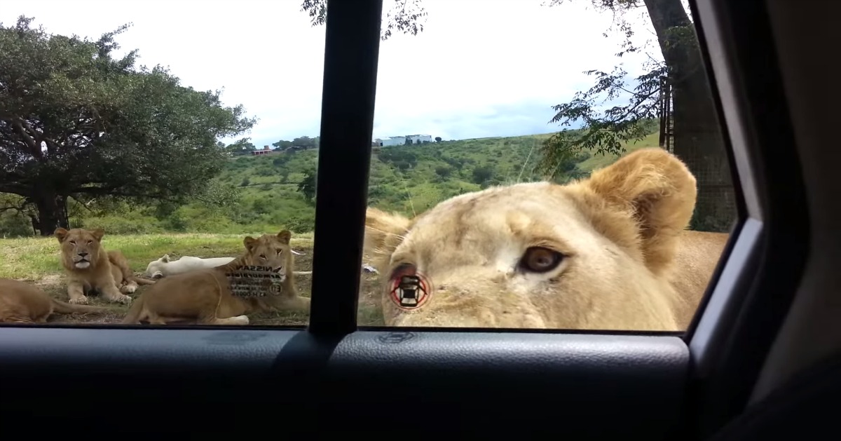 Leoa abre a porta do carro durante um safari