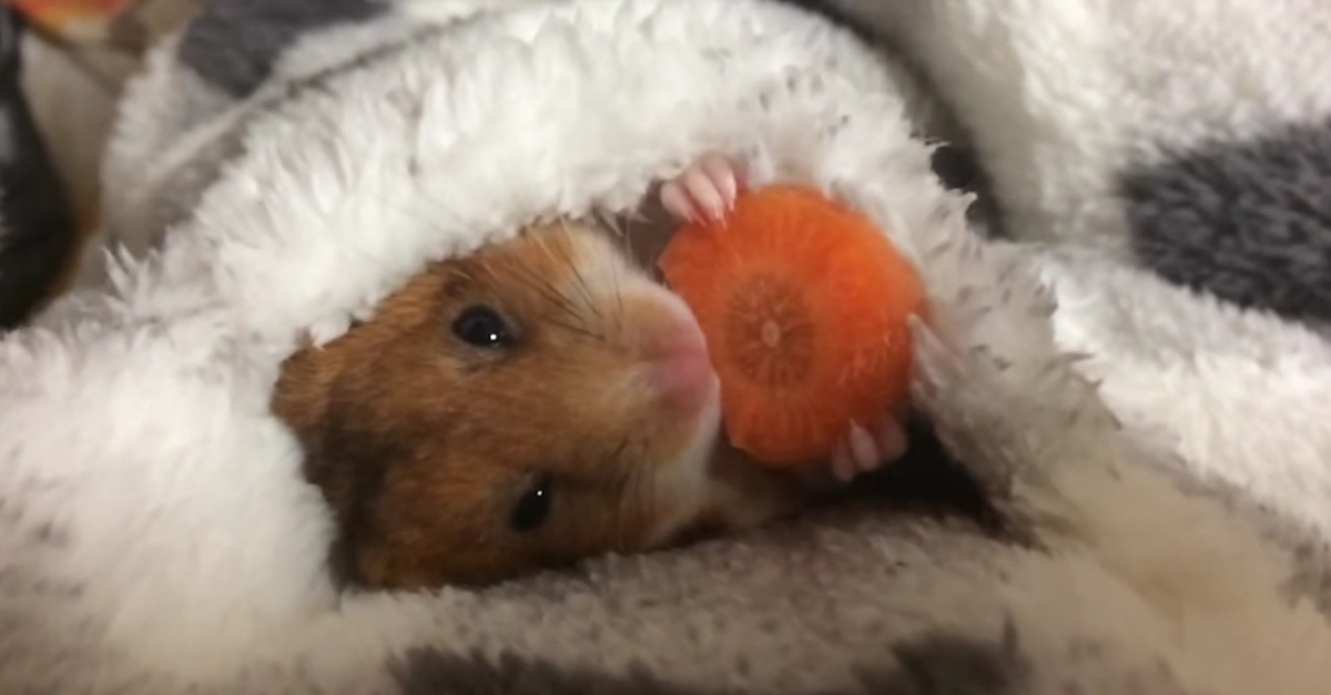 Um Hamster quentinho a comer uma cenoura antes de dormir é a coisa mais fofa que verás hoje