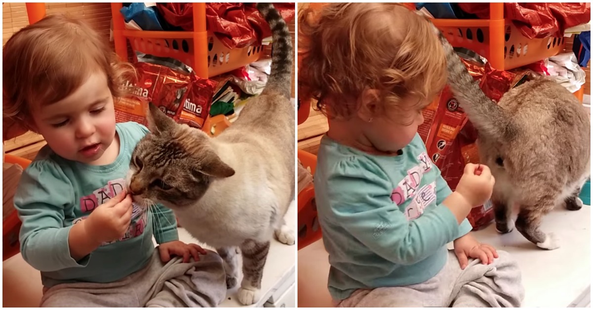 Menina fica confusa com a localização da boca de um gato enquanto estava a alimentá-lo