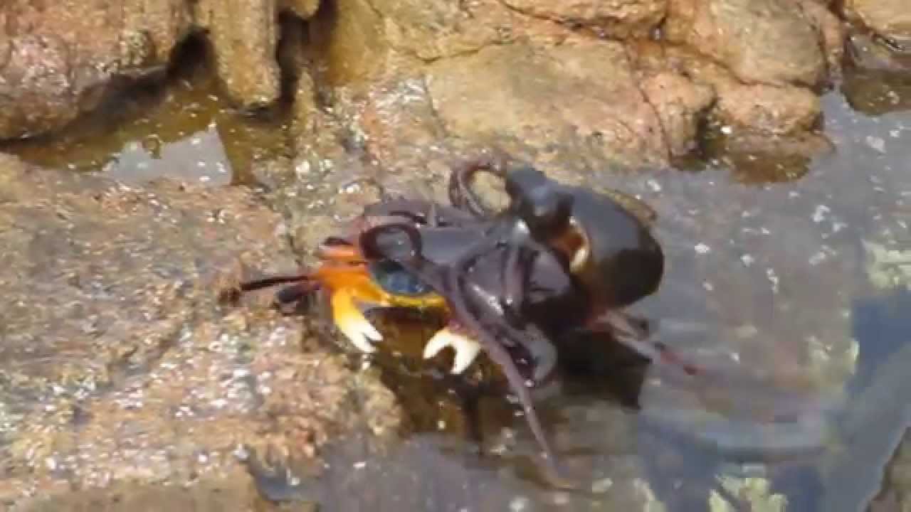 Nunca antes visto: Um polvo ataca um caranguejo