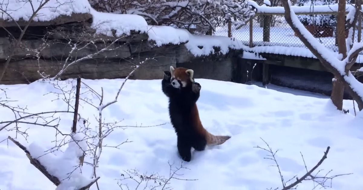 Pandas vermelhos divertem-se a brinca na neve
