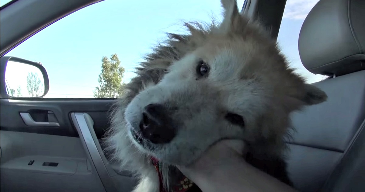 Equipa de resgate a animais salva cão sénior abandonado