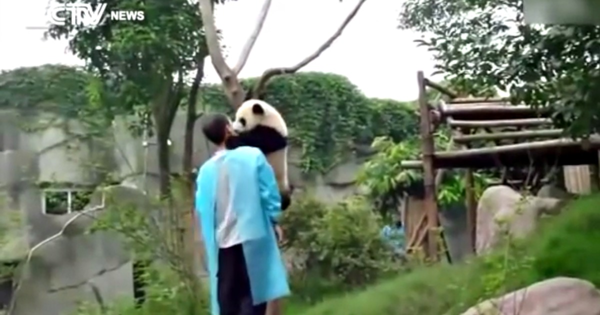 Panda pede um abraço para sair do cimo de uma árvore