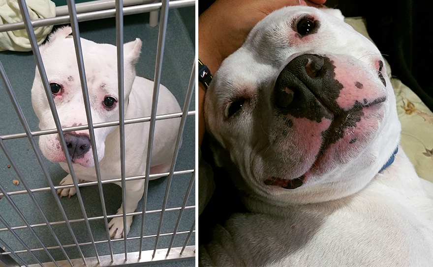 16 fotos de animais de estimação, antes e depois de serem adotados