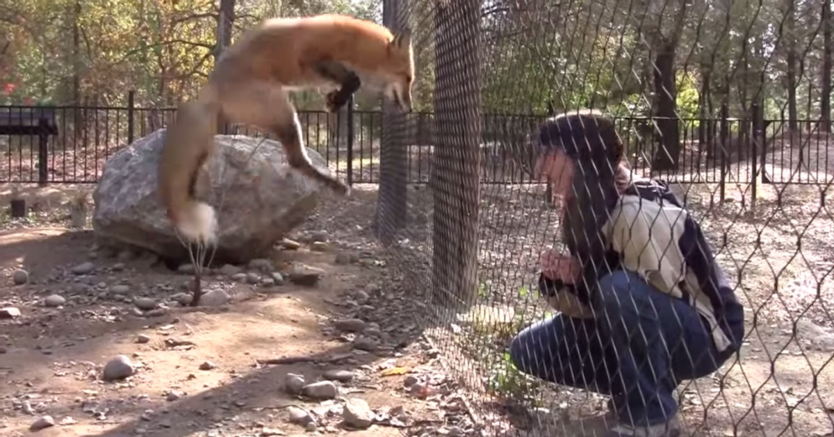 A reação adorável de uma raposa ao rever a sua amiga humana