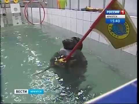 Na Rússia até as focas estão preparadas para a guerra